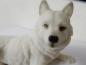 Preview: Weißer Wolf Figur liegend3